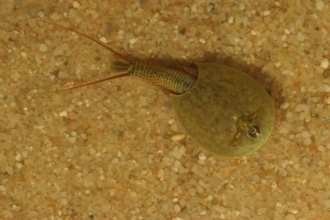 Lepidurus bilobatus