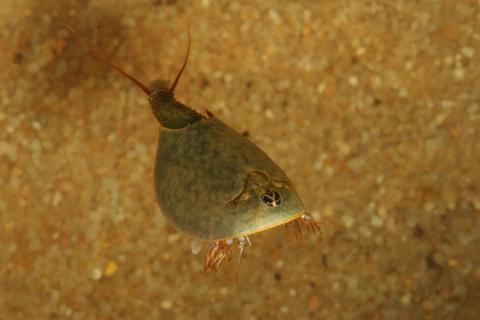 Lepidurus bilobatus