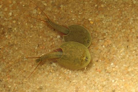 Lepidurus bilobatus