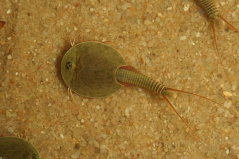 Lepidurus bilobatus