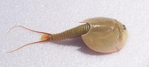 Lepidurus bilobatus