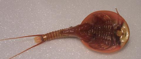 Lepidurus bilobatus