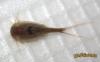 Triops australiensis (green)