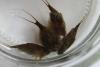 Triops cancriformis