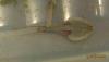 Triops australiensis (grey)