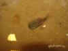 Triops granarius - самка (возраст около месяца)