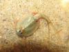 Triops longicaudatus (1 месяц)