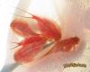 Triops cancriformis (red)