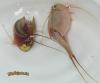 Triops newberryi