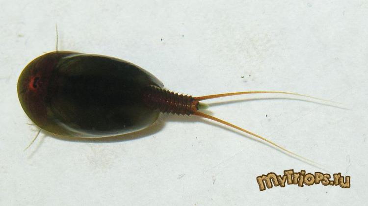 Lepidurus apus (18-04-2010)