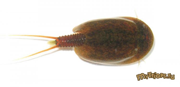 Lepidurus apus (18-04-2010)