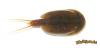 Lepidurus apus (18-04-2010)