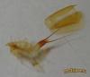 Lepidurus apus (18-04-2010) шкурка