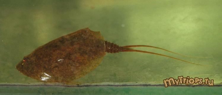 Lepidurus apus (18-04-2010)