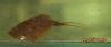 Lepidurus apus (18-04-2010)