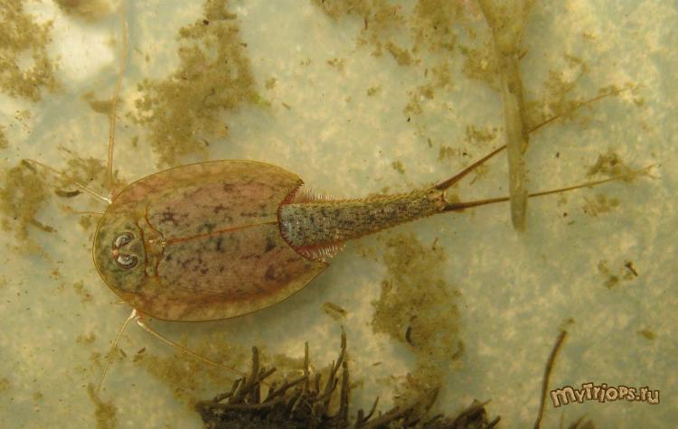 Triops australiensis green