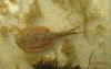 Triops australiensis green
