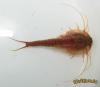 Triops australiensis longtail male (1,5 месяца)