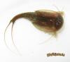 Triops sp.