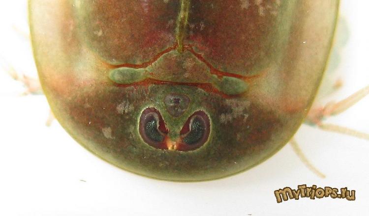 Triops sp.