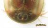 Triops sp.