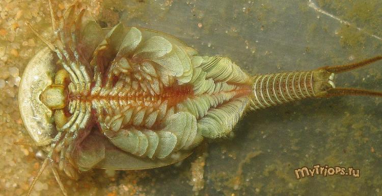 Triops sp.