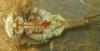 Triops sp.
