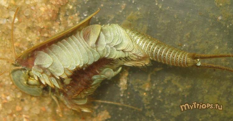 Triops sp.
