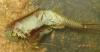 Triops sp.