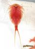 Triops cancriformis (red) - 28-02-2010