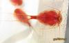Triops cancriformis (red) - 28-02-2010