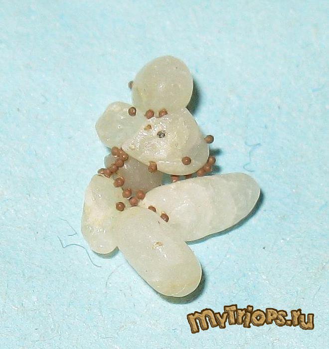 Triops cancriformis (цисты)