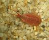 Triops cancriformis