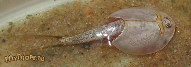 Triops newberryi