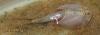 Triops newberryi