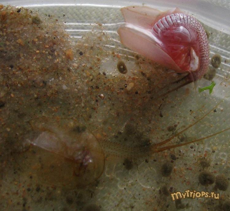 Triops newberryi (23й день)