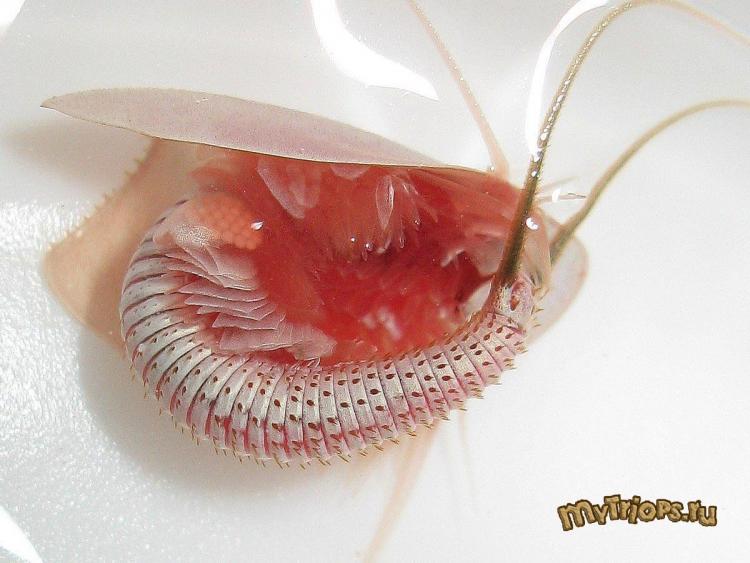 Triops newberryi