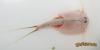 Triops newberryi